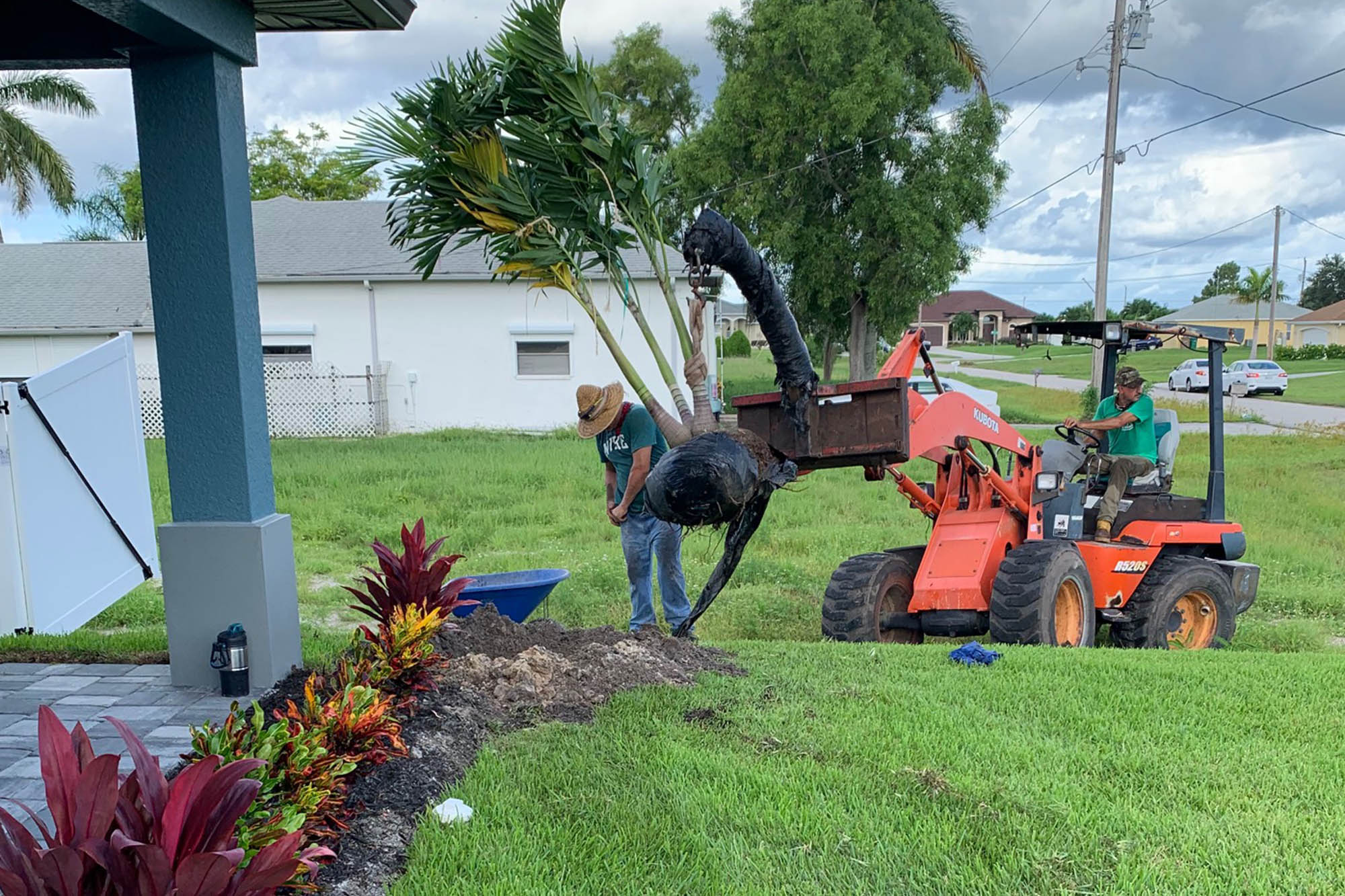 tree and shrub planting